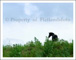 slides/HorseOnTheHill11x14.jpg  HorseOnTheHill11x14