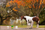 slides/Kentucky_101809_1217.jpg  Kentucky_101809_1217