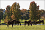 slides/Kentucky_101809_3153.jpg  Kentucky_101809_3153