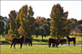 slides/Kentucky_101809_3156.jpg  Kentucky_101809_3156