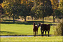 slides/Kentucky_101809_3173.jpg  Kentucky_101809_3173