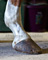 slides/Shoeing_0709010_0005.jpg  Shoeing_0709010_0005