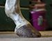 slides/Shoeing_0709010_0010.jpg  Shoeing_0709010_0010