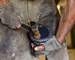 slides/Shoeing_0709010_0032.jpg  Shoeing_0709010_0032