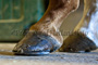 slides/Shoeing_0709010_0040.jpg  Shoeing_0709010_0040