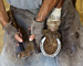 slides/Shoeing_0709010_0044.jpg  Shoeing_0709010_0044