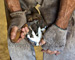 slides/Shoeing_0709010_0061.jpg  Shoeing_0709010_0061