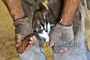 slides/Shoeing_0709010_0062.jpg  Shoeing_0709010_0062