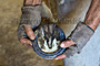 slides/Shoeing_0709010_0070.jpg  Shoeing_0709010_0070