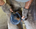slides/Shoeing_0709010_0080.jpg  Shoeing_0709010_0080