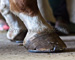 slides/Shoeing_0709010_0084.jpg  Shoeing_0709010_0084