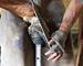slides/Shoeing_0709010_0088.jpg  Shoeing_0709010_0088