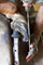slides/Shoeing_0709010_0091.jpg  Shoeing_0709010_0091