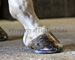 slides/Shoeing_0709010_0093.jpg  Shoeing_0709010_0093