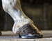 slides/Shoeing_0709010_0095.jpg  Shoeing_0709010_0095