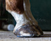 slides/Shoeing_0709010_0096.jpg  Shoeing_0709010_0096