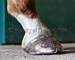 slides/Shoeing_0709010_0099.jpg  Shoeing_0709010_0099